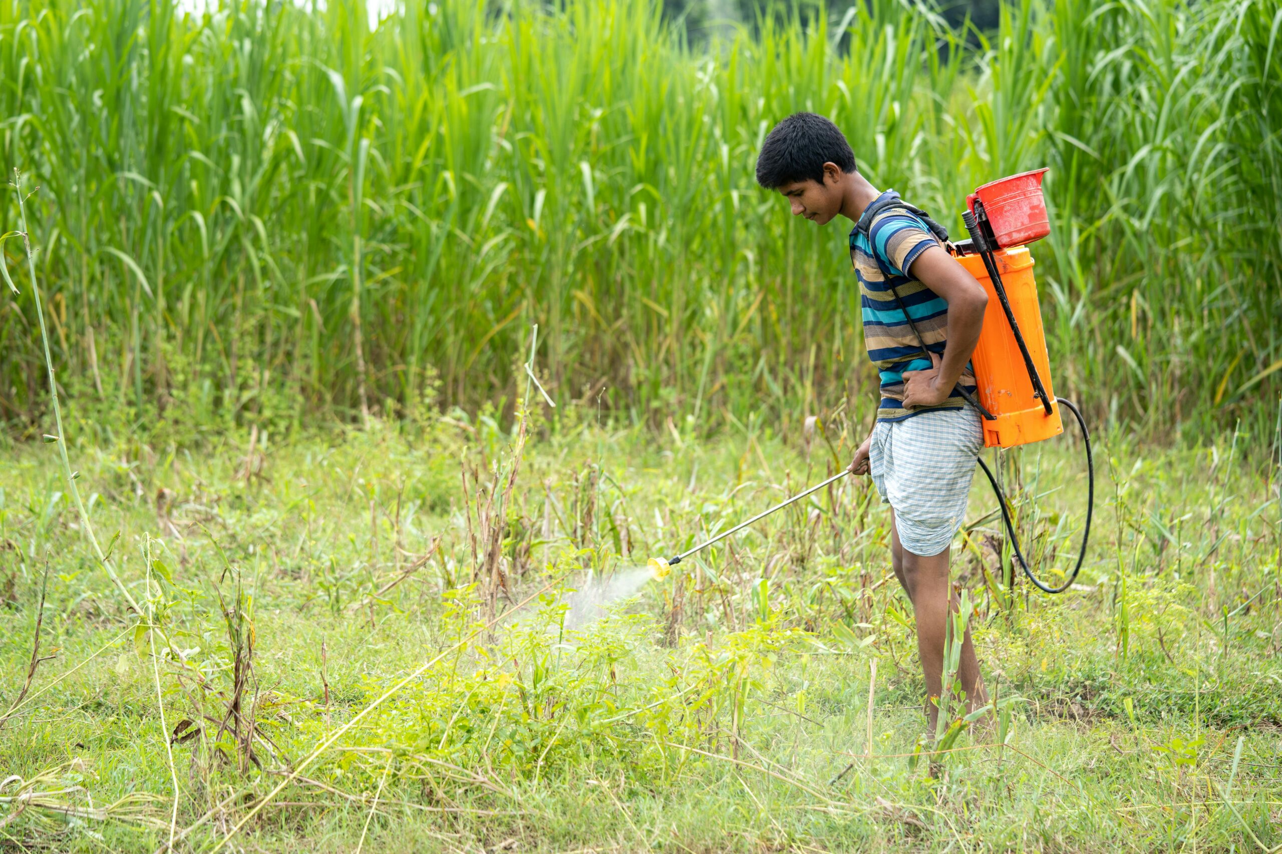 A young farmer in Bangladesh applying pesticides to crops in a lush green field.