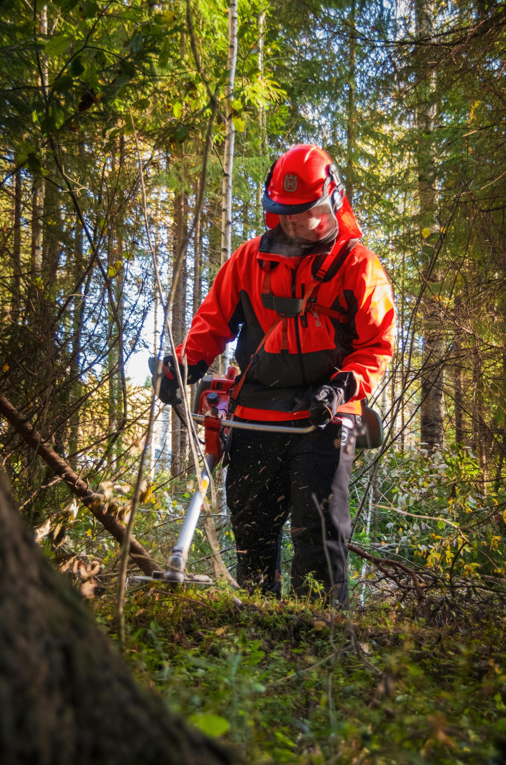 A forest worker wearing protective gear uses a brush cutter for clearing underbrush in a Finnish forest.